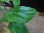 画像2: Begonia sp. from Pulau Halmahera LA0314-02 (2)