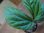 画像2: Begonia sp. Matang 3 from Sarawak RIO0514 (2)