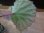画像3: Begonia sp. 1 from Pulau Seram LA0415-02 (3)