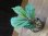 画像1: Begonia sp. Matang 3 from Sarawak RIO0514 (1)