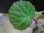 画像1: Begonia sp. 1 from Pulau Seram LA0415-02 (1)