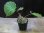 画像4: Begonia sp. 1 from Pulau Seram LA0415-02 (4)