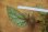 画像4: Begonia sp. Matang 3 from Sarawak RIO0514 (4)