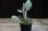 画像3: Begonia sp. Matang 3 from Sarawak RIO0514 (3)