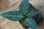 画像1: Aglaonema pictum bicolor Yggdrasil from Aceh Sumatera 【LA0514-03】 (1)