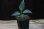 画像4: Aglaonema pictum bicolor Yggdrasil from Aceh Sumatera 【LA0514-03】 (4)