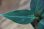 画像2: Aglaonema pictum bicolor Yggdrasil from Aceh Sumatera 【LA0514-03】 (2)