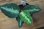 画像1: Aglaonema pictum multicolot Chinook BNN from Sibolga Timur 【AZ0415-2】 (1)