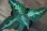 画像1: Aglaonema pictum tricolor C個体 from Sibolga Timur HW0915-06 (1)