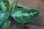 画像3: Aglaonema pictum tricolor C個体 from Sibolga Timur HW0915-06 (3)