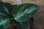画像3: Aglaonema pictum multicolor 13冬 B-7 【AZ0913-4】 (3)