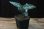 画像4: Aglaonema pictum multicolor 13冬 B-7 【AZ0913-4】 (4)