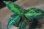 画像1: Aglaonema pictum tricolor from Pulau Nias【AZ0514-8】 (1)