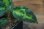 画像3: Aglaonema pictum tricolor from Pulau Nias【AZ0514-8】 (3)