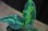 画像2: Aglaonema pictum tricolor from Pulau Nias【AZ0514-8】 (2)