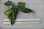 画像4: Aglaonema pictum"Eureka MkII"DFS from Sematra barat【AZ0912-1】 (4)