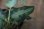 画像2: Aglaonema pictum"Eureka MkII"DFS from Sematra barat【AZ0912-1】 (2)