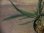 画像2: Ridleyandra sp"Feather star"from Resun P.Lingga【AZ0517-11】M株 (2)