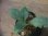 画像2: キツネノマゴ科の一種 GuaMusang【R1016-02】 (2)