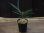 画像3: Ridleyandra sp"Feather star"from Resun P.Lingga【AZ0517-11】M株 (3)