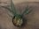 画像1: Ridleyandra sp"Feather star"from Resun P.Lingga【AZ0517-11】M株 (1)