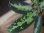 画像3: Aglaonema pictum tricolor Aceh Sumatera 【LA0913-M2】 (3)