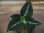 画像1: Aglaonema pictum multicolor "Diablo" from Sibolga Timur 【HW0915-5a】 (1)