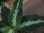 画像2: Aglaonema pictum Lancer from Sibolga Timur 【HW0915-09a】 (2)