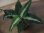 画像1: Aglaonema pictum Lancer from Sibolga Timur 【HW0915-09a】 (1)