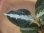 画像2: Aglaonema pictum "BB4.5th"BNN from Sibolga Timur 【AZ0617-42】No.6 (2)