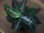 画像1: Aglaonema pictum "Bantorra" from Aceh Selatan【HW0816-02】(8) (1)
