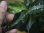 画像3: Aglaonema pictum "Bantorra" from Aceh Selatan【HW0816-02】(8) (3)