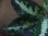 画像3: Aglaonema pictum multicolor "Hamyuts" from Aceh Selatan【HW0816-02】(10) (3)