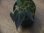 画像1: Begonia sp. Sumatera Utara【HW0816-01】 (1)
