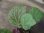 画像4: Begonia sp. Sumatera Utara【HW0816-01】 (4)