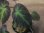 画像3: Begonia sp. Sumatera Utara【HW0816-01】 (3)