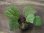画像3: Begonia sp. Sumatera Utara【HW0816-01】 (3)