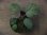 画像1: Begonia sp. Sumatera Utara【HW0816-01】 (1)