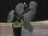 画像1: Begonia sp. No.3 Pulau Seram【LA0415-03】 (1)