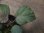 画像2: Begonia sp. Sumatera Utara【HW0816-01】 (2)