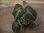 画像2: Begonia sp. Sumatera Utara【HW0816-01】 (2)