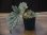 画像5: Begonia cv. Jaggy 【LA00f1】 (5)