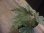 画像3: Begonia cv. Jaggy 【LA00f1】 (3)