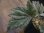 画像2: Begonia cv. Jaggy 【LA00f1】 (2)