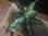 画像1: Aglaonema pictum tricolor DFS from Sumatera Barat 【AZ0912-1】L株 (1)