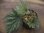 画像1: Begonia cv. Jaggy 【LA00f1】 (1)