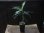 画像4: Aglaonema pictum tricolor DFS from Sumatera Barat 【AZ0912-1】L株 (4)