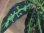 画像3: Aglaonema pictum tricolor DFS from Sumatera Barat 【AZ0912-1】L株 (3)