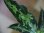 画像3: NEW！ Aglaonema pictum multicolor from Sibologa Timur HW0418-07(9) (3)
