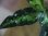 画像4: NEW！ Aglaonema pictum multicolor from Sibologa Timur HW0418-07(9) (4)